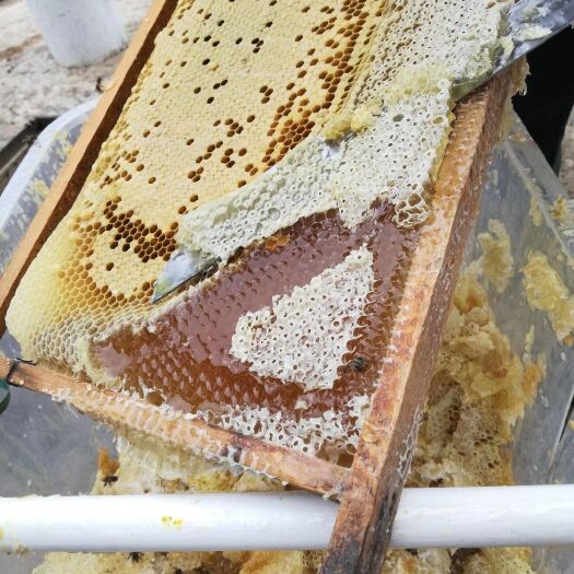 高州市土蜂蜜  2年 塑料瓶装 90%以上 荔枝蜜