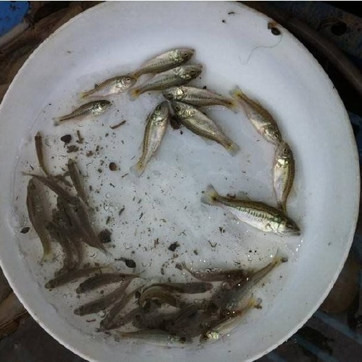 湖州加州鲈鱼苗 