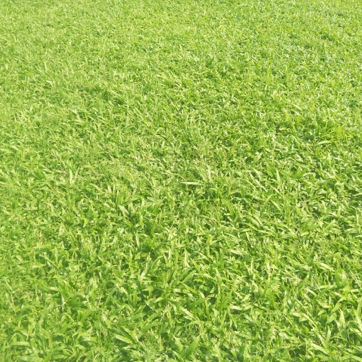 广州马尼拉草皮 