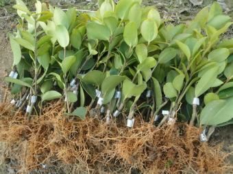 分宜县油茶苗 长林系 嫁接苗 15公分