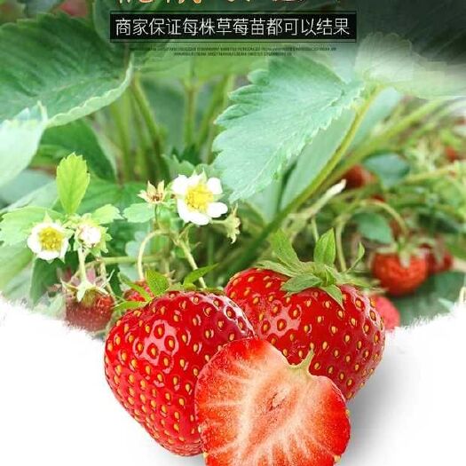 平邑县 草莓苗大量现货，现挖现卖，保质保成活。