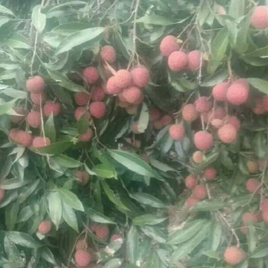 灵山县无核 荔枝苗