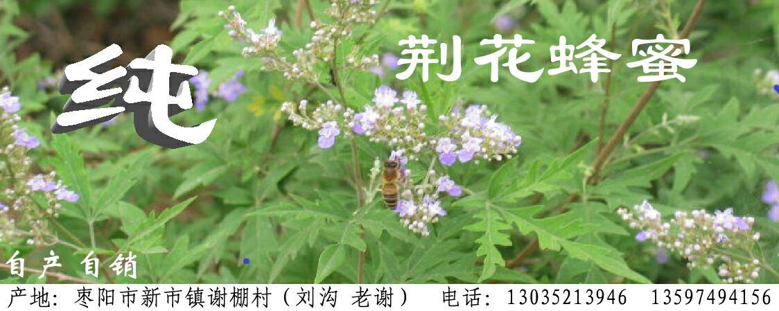 枣阳市荆花蜜 塑料瓶装 2年 95%以上  荆条蜜