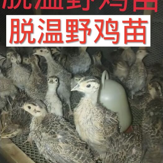 利川市 山鸡苗，脱温七彩山鸡苗