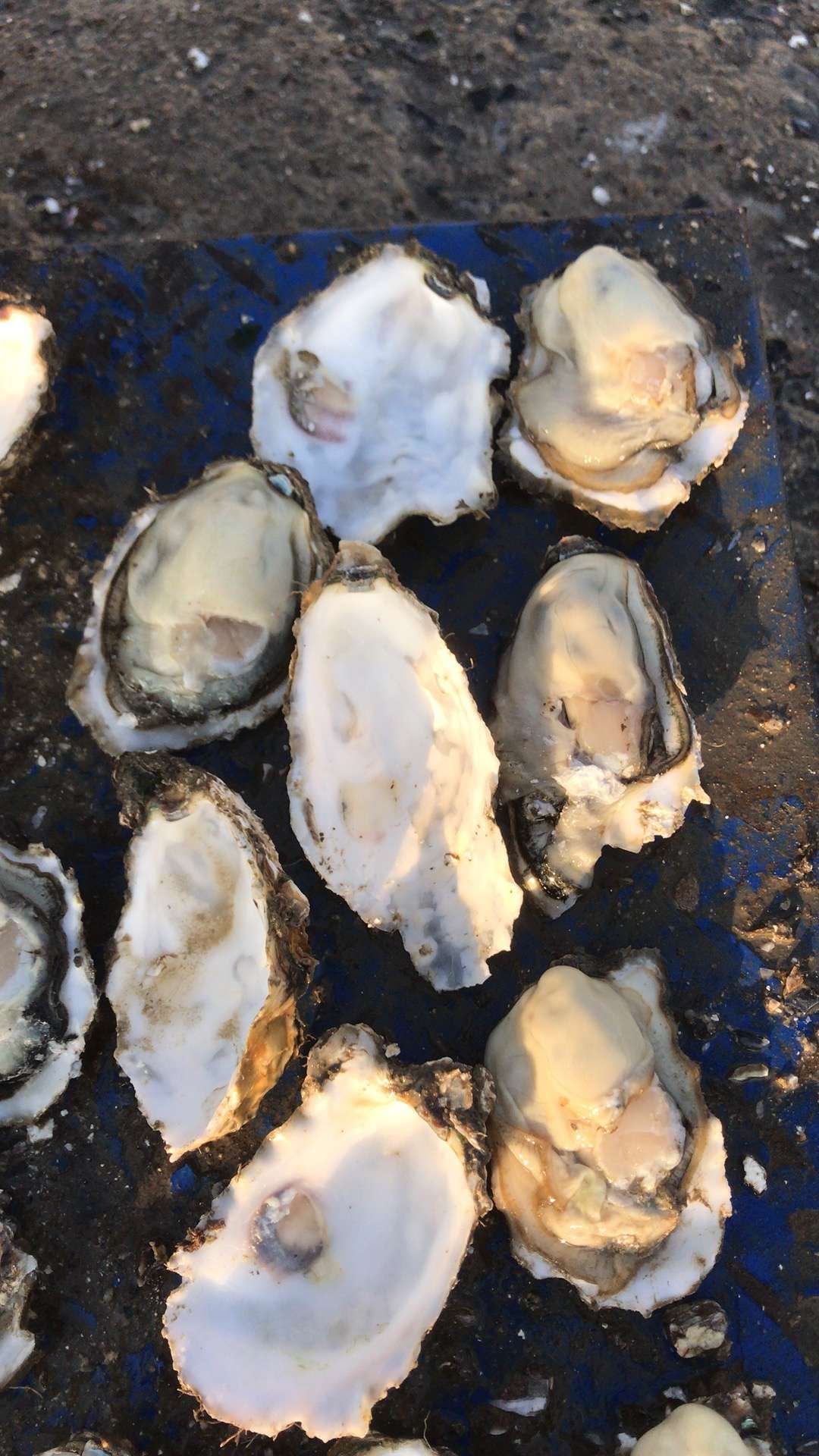 海阳牡蛎 人工养殖 2-3两/只 