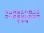 宿州早佳8424西瓜苗 嫁接苗 容器苗 2公分以下 0.2公分以上