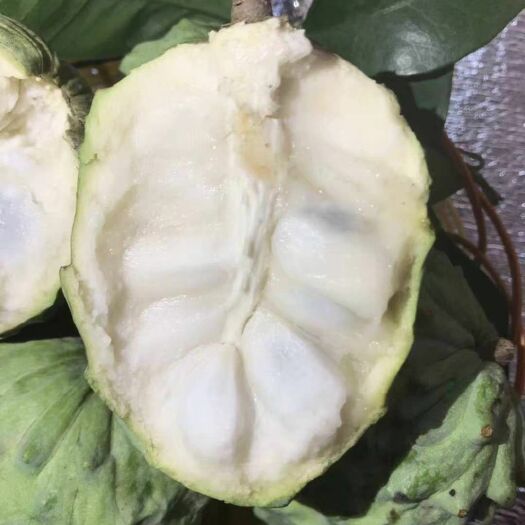 释迦果苗 嫁接苗