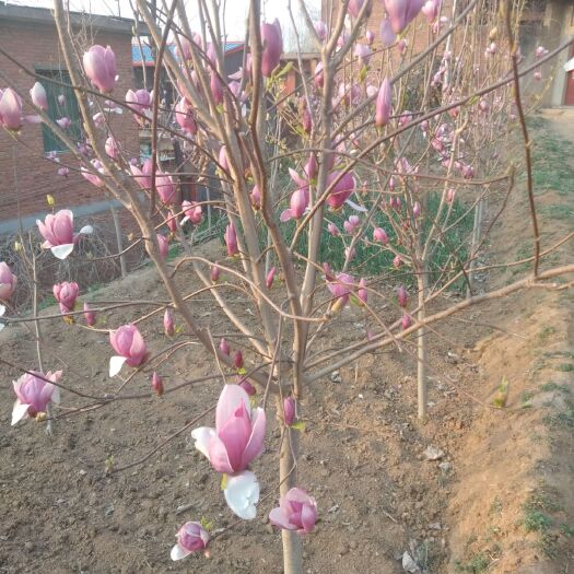 南召县红玉兰