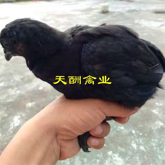 衡阳五黑鸡苗 乌骨鸡苗 五黑一绿绿壳蛋母苗