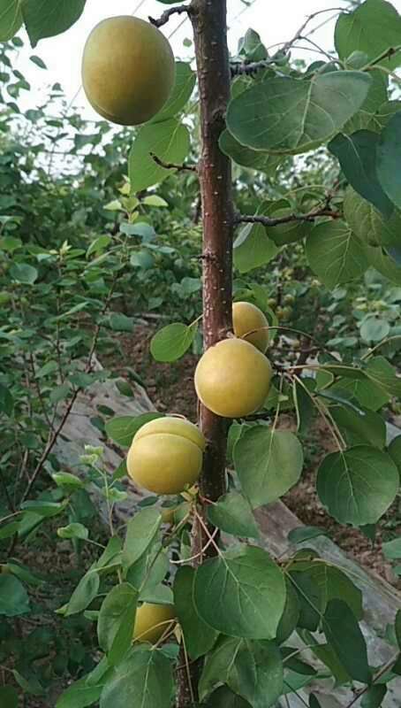 凱特杏價格大荔縣金太陽杏產(chǎn)地凱特陽杏基地