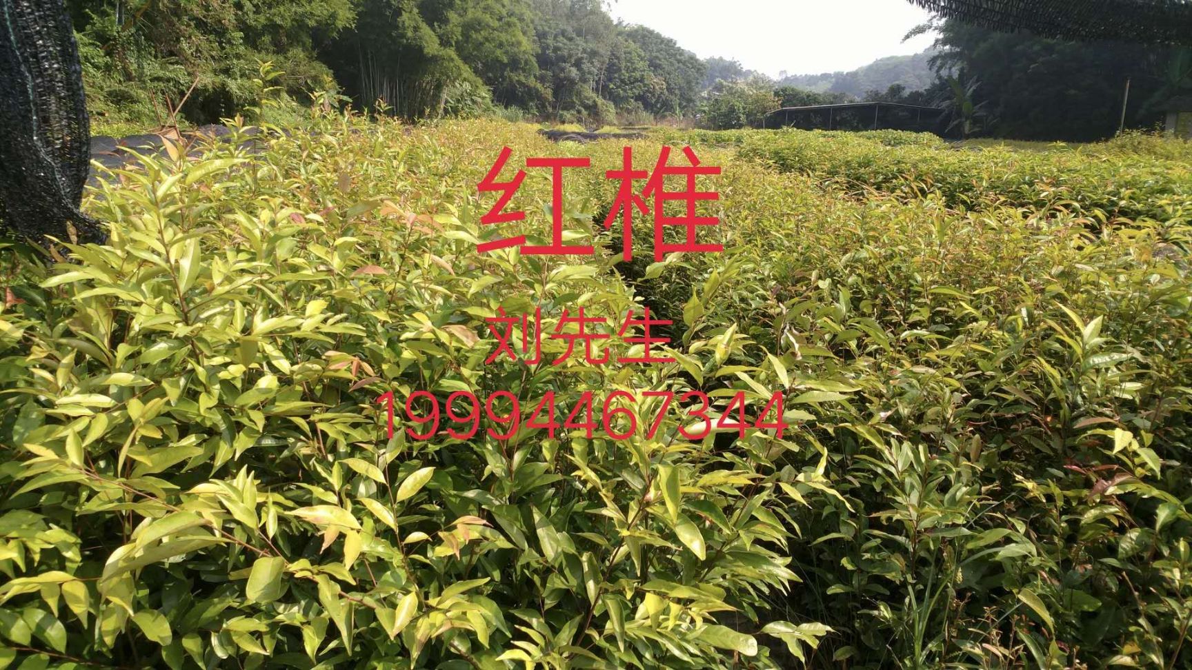 广州红椎种子 