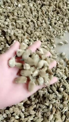 南召县辛夷 