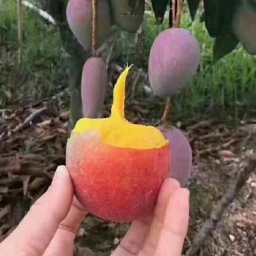 灵山县贵妃芒果苗