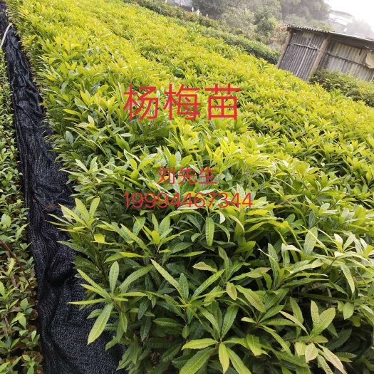 广州大黑炭杨梅树苗