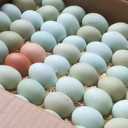 文县绿壳鸡蛋 食用 简包装 