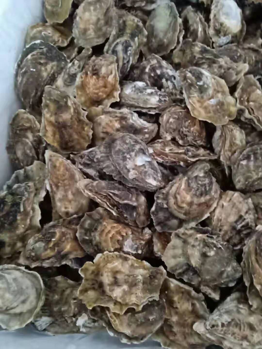 海阳牡蛎 人工养殖 2-3两/只 