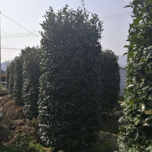 杭州茶梅 140cm以上 