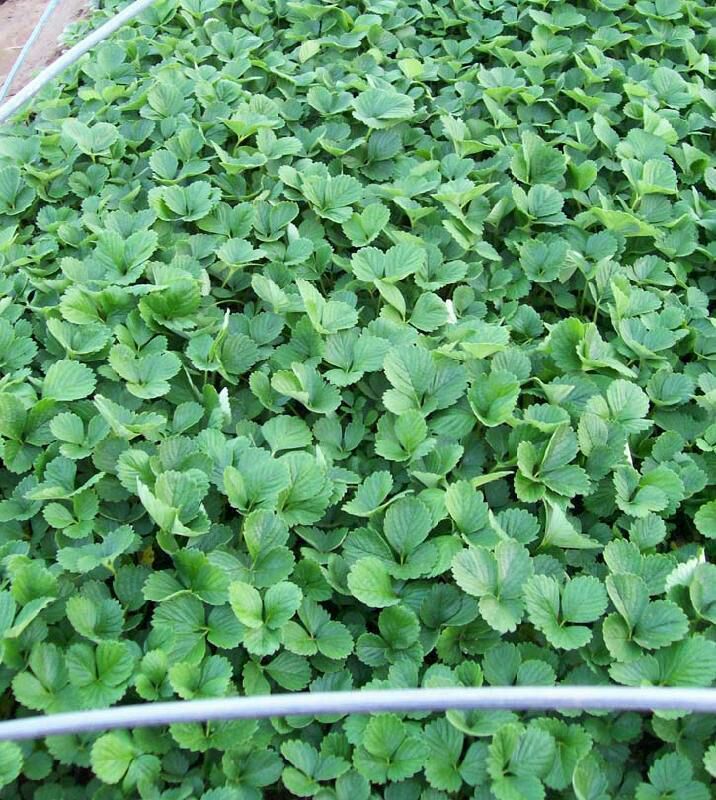  优质脱毒草莓苗 自家繁育妙香七号草莓苗 品种保证
