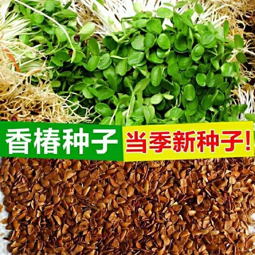 沭阳县香椿种子 全新种子芽苗菜椿树香椿树子盆栽地栽多季播香椿种籽嫩