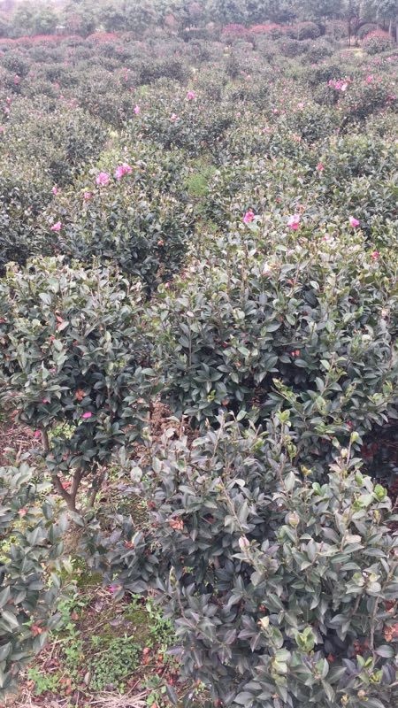 靖州县茶花树 140cm以上 