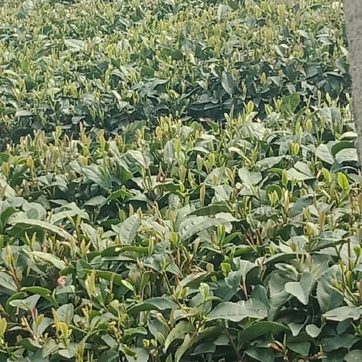 日照 日照绿茶春茶己结尾，麦黄茶上市。