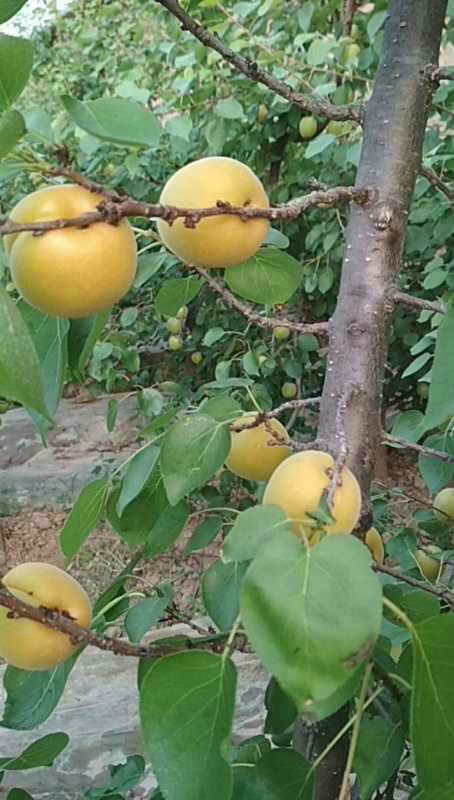 凱特杏價格大荔縣金太陽杏產(chǎn)地凱特陽杏基地