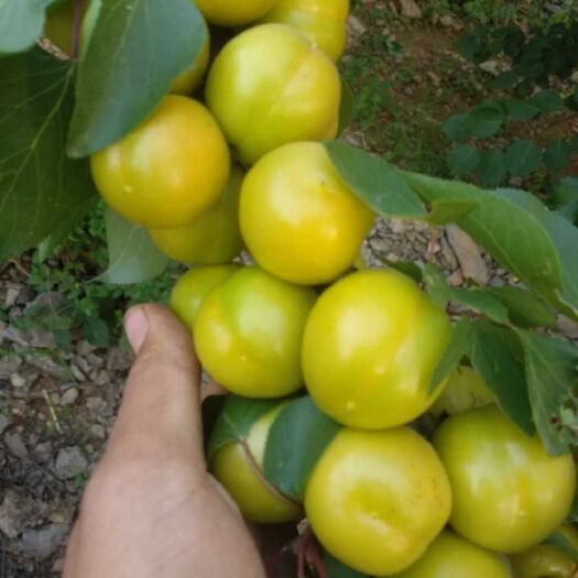 新泰市珍珠油杏 30-40mm