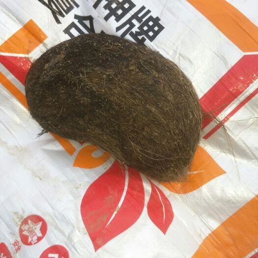 连云港猪宝 