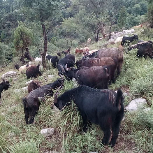 安阳黑山羊肉 生肉