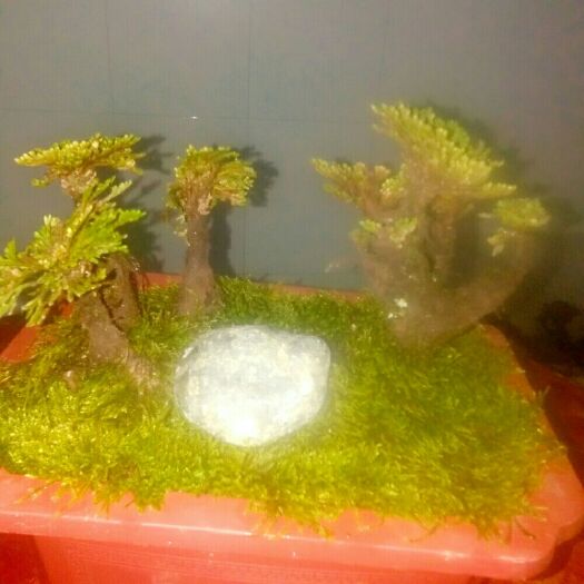 新昌县大还魂  湿 千年古树九死连魂草室内盆景