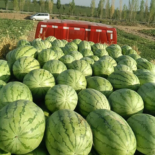 金城5号西瓜 10斤打底 9成熟 1茬 有籽 