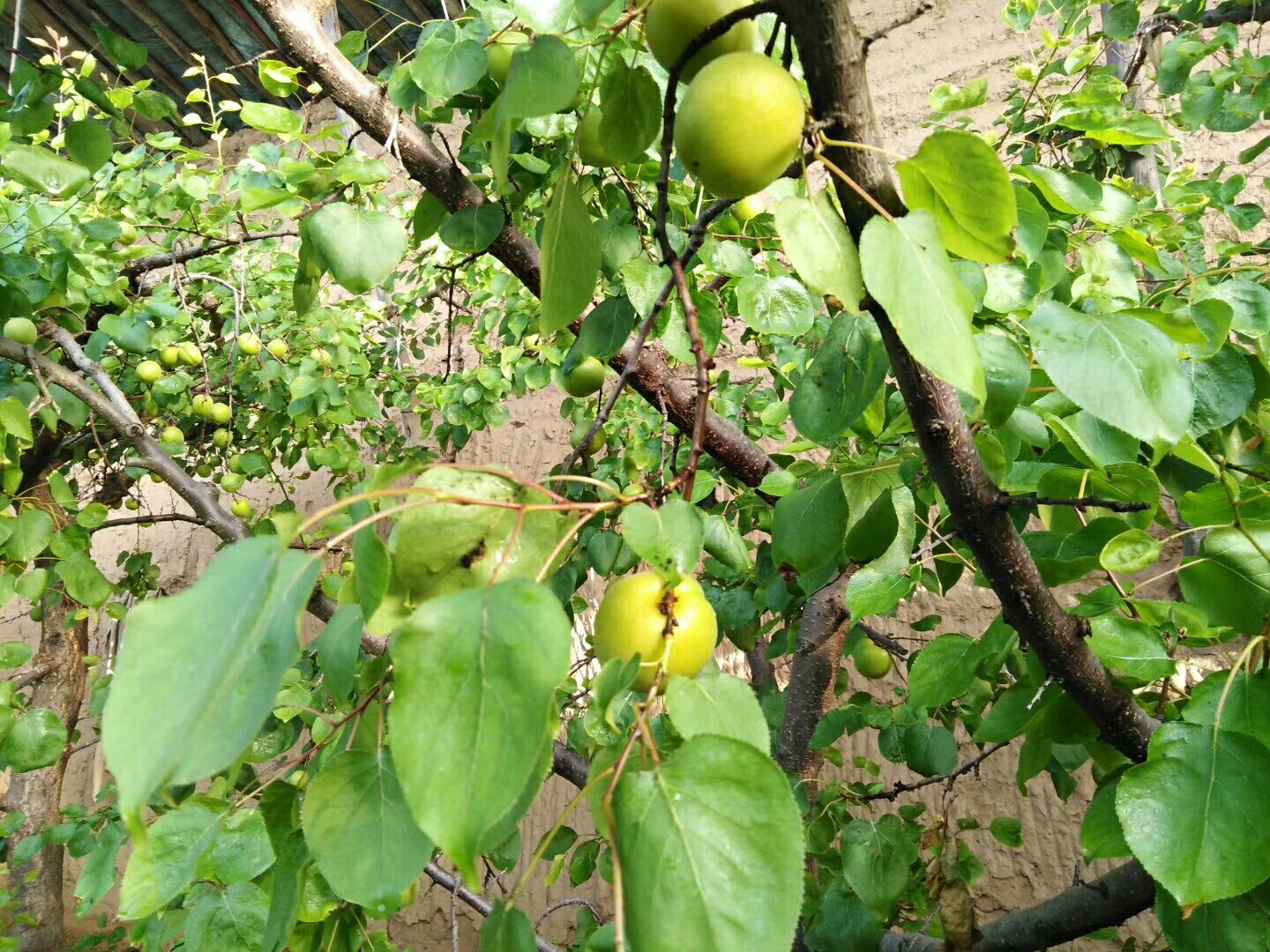 凱特杏價格大荔縣金太陽杏產(chǎn)地凱特陽杏基地