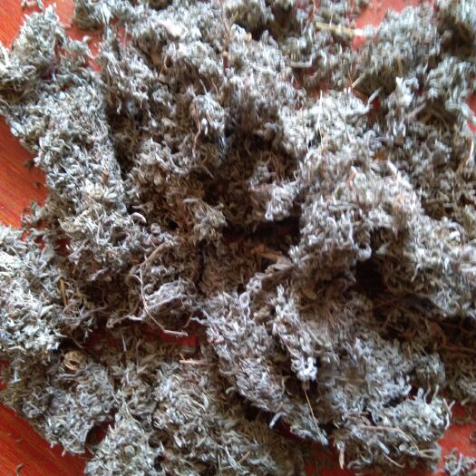 庄浪县茵陈 