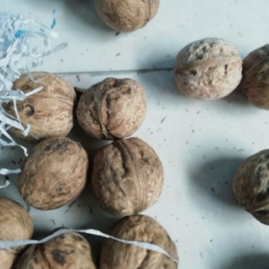 临猗县薄皮核桃 
