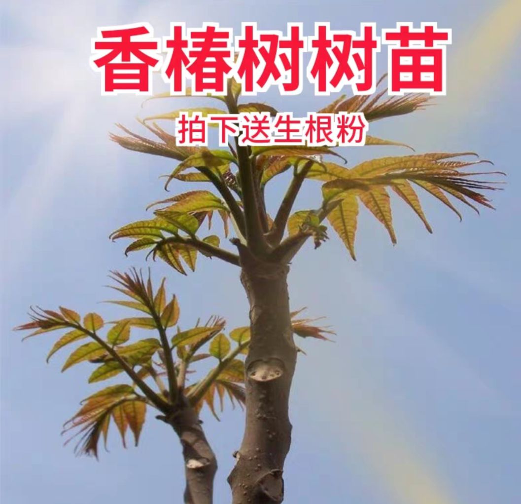 红油香椿苗 2公分以下 