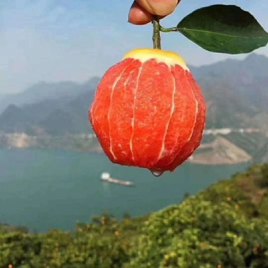 灵山县血橙苗 保证正品嫁接苗，数量，保湿发货，死苗免费补发，免费提拱技术