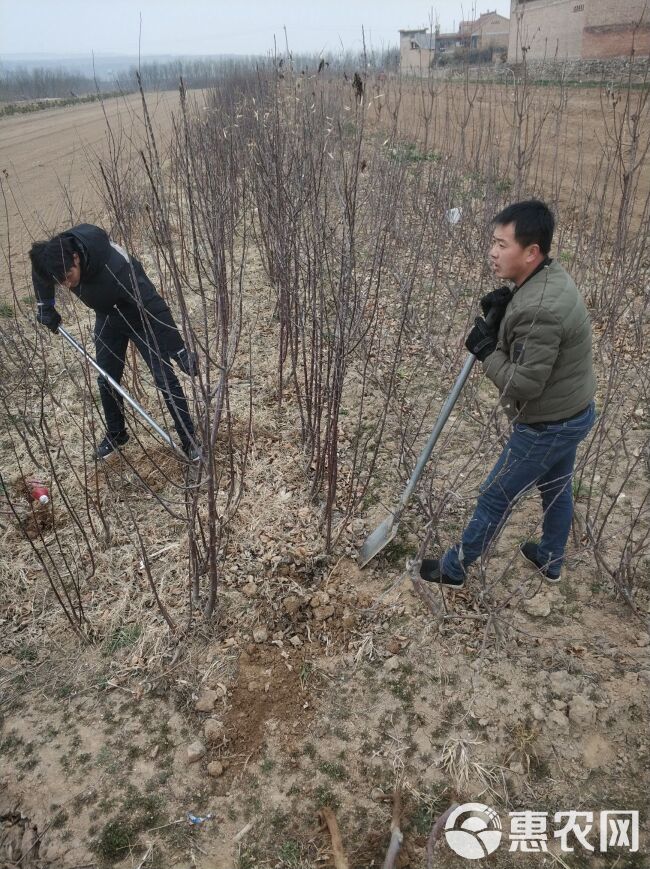 红肉苹果树苗 1.5~2米 