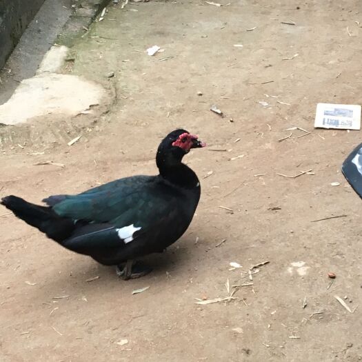 南宁 大种番鸭苗