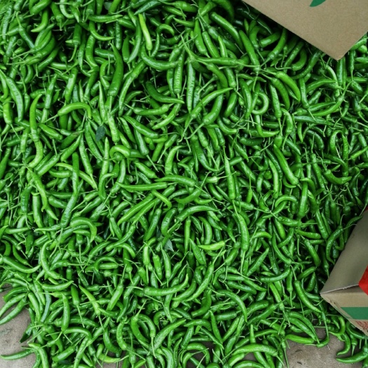 钦州尖椒 15~20cm 中辣 靑色 