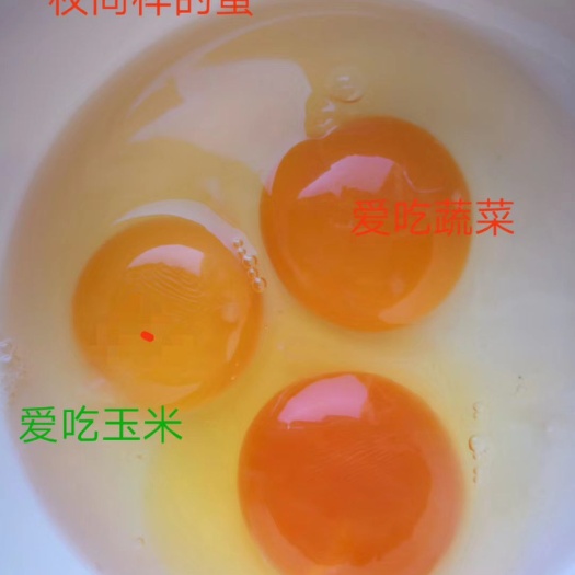 沧州土鸡蛋 食用 散装 