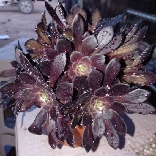 平乡县多肉植物 