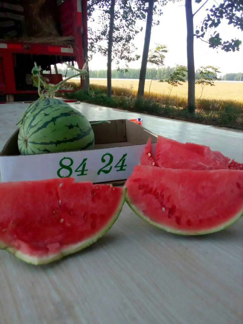 8424西瓜   精品8424，美都西瓜甜度高.皮薄    个头大