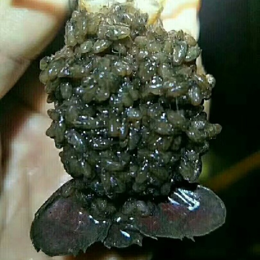 沭阳县龙虾苗 