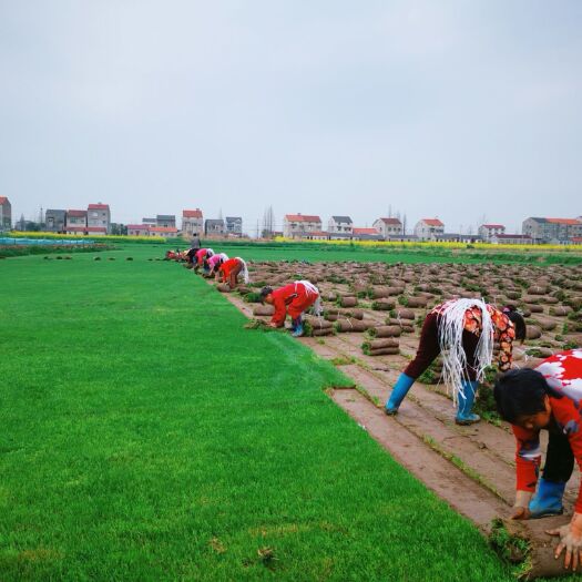 监利市 草、马尼拉草、果岭草