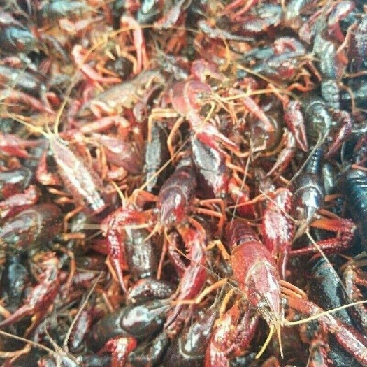 泗阳县龙虾苗 
