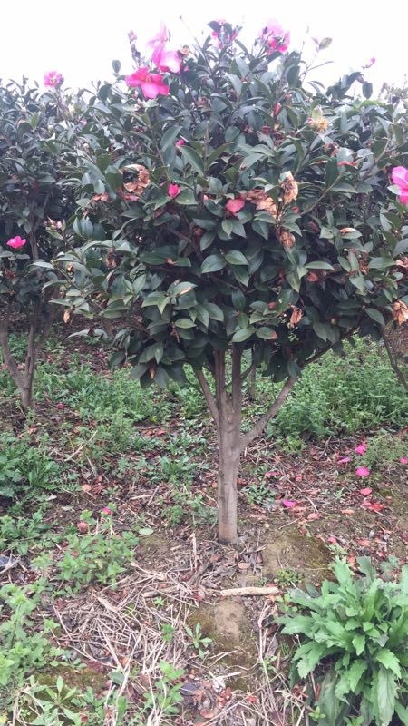 靖州县茶梅 140cm以上 