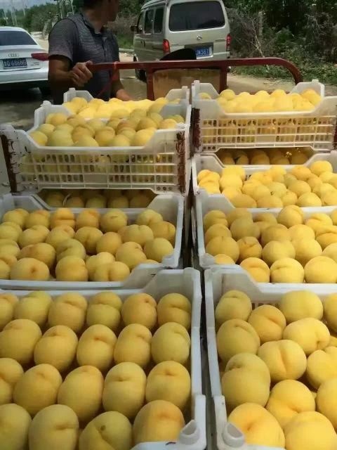 蒙阴县锦绣黄桃 55mm以上 3 - 4两