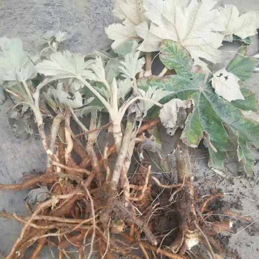 花垣县通草  大通草苗