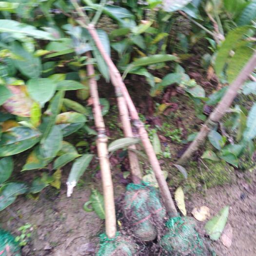 灵山县贵妃芒果苗 