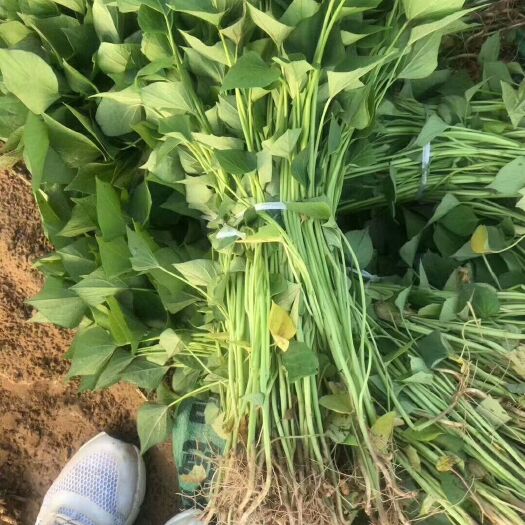 夏津县西瓜红红薯苗 15~25cm